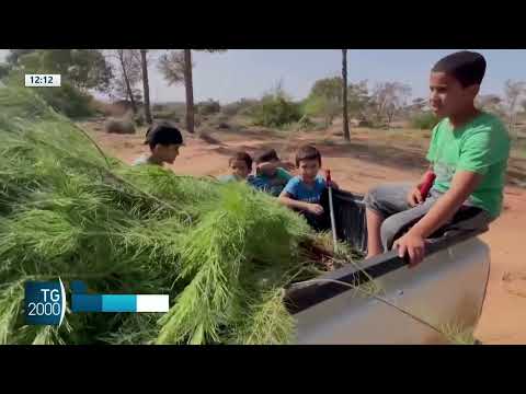 Libia, piantati alberi contro la desertificazione