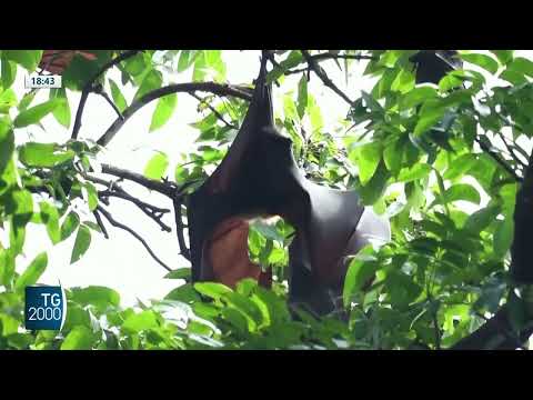 Nuovo coronavirus dalla Cina, passa dai pipistrelli all’uomo